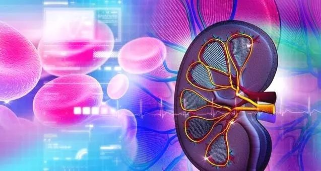 肾病综合征尿蛋白阴性与阳性区别,尿蛋白十一尿潜血阳性是肾病吗