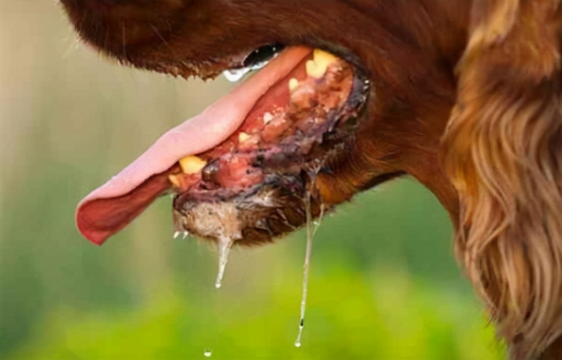 狗狗狂犬病发作的症状表现,狗狗有什么症状才是狂犬病