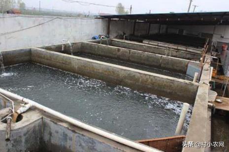 泥鳅养殖方法零基础,无土泥鳅养殖技术技巧有哪些