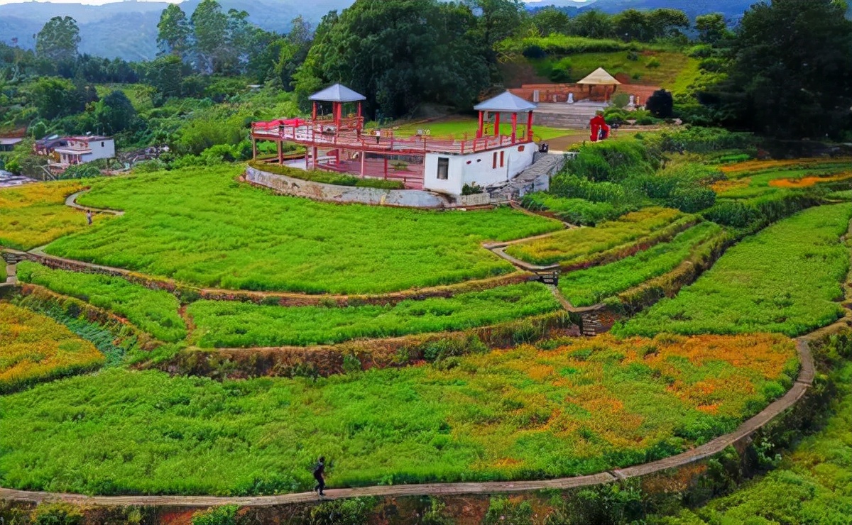 蛇真的会被锯子锯死吗,蛇真的能自尽吗
