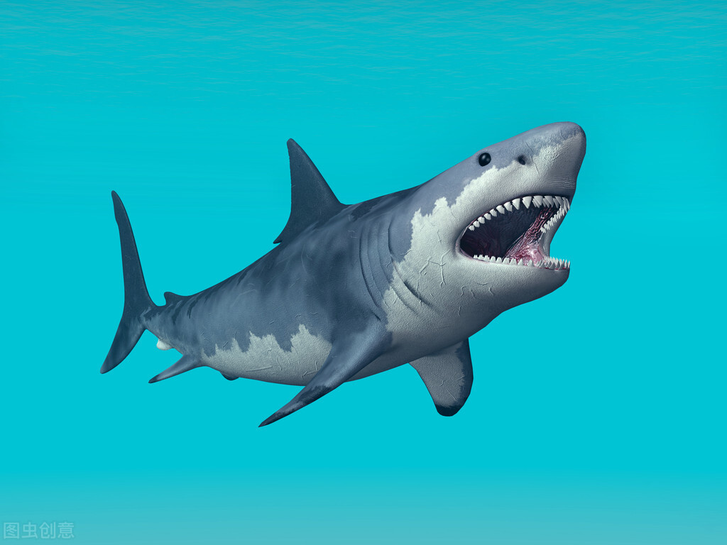 如果你在游泳的时候遇到巨齿鲨,如果你在游泳时遇到鲨鱼袭击你