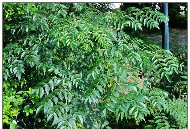 25种常见有毒的花草树木,警惕50种有毒植物