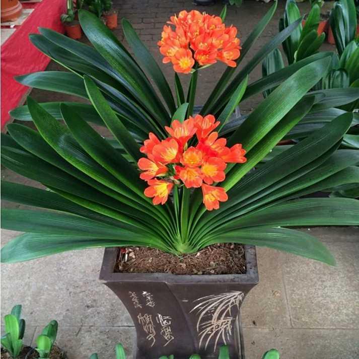 想要养好花几招教会你,想养好花掌握这些妙招