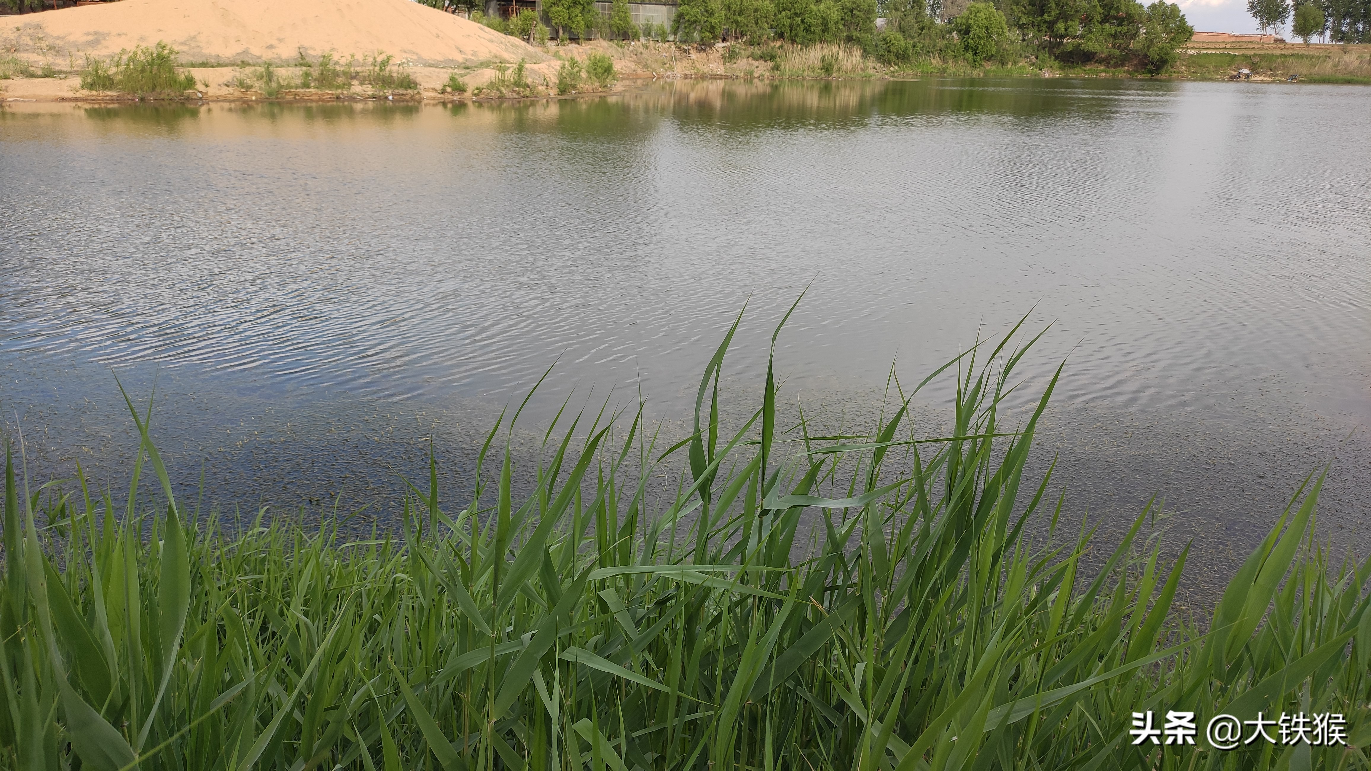 黑坑钓巨物5分钟上3条,野钓巨物成果
