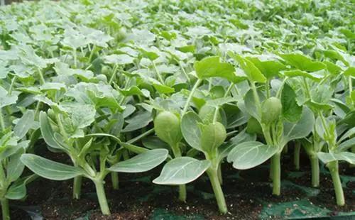 反季节香瓜种植,今年的香瓜种植方法