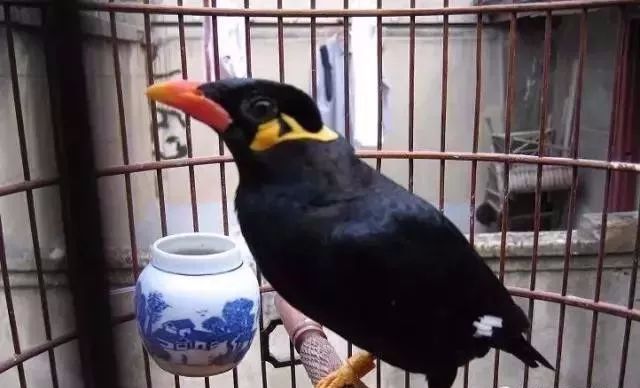 小时候养的宠物现在还活着,小时候养的宠物视频