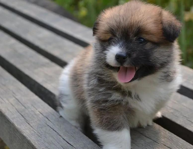 中华田园犬大黄犬生幼崽,中华田园犬五红犬是炒作吗