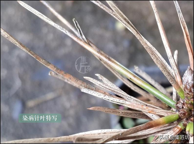 黑松盆景叶子都枯死了还能救活吗 (黑松盆景枯叶病怎么治疗)