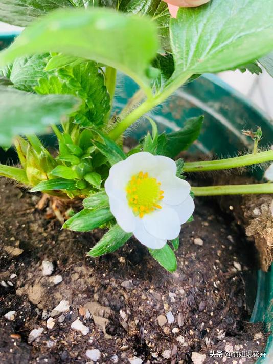 丽姐说花卉教程,丽姐讲草莓种植技术