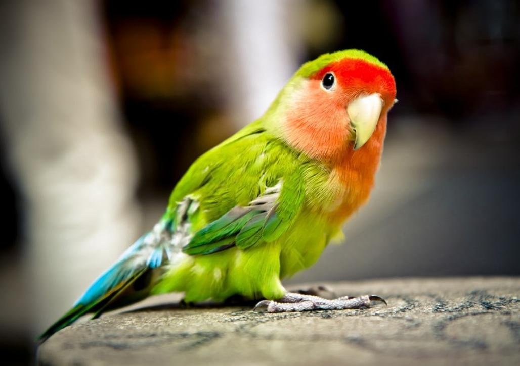 鹦鹉的疾病,饲养管理,需要的赶快收藏