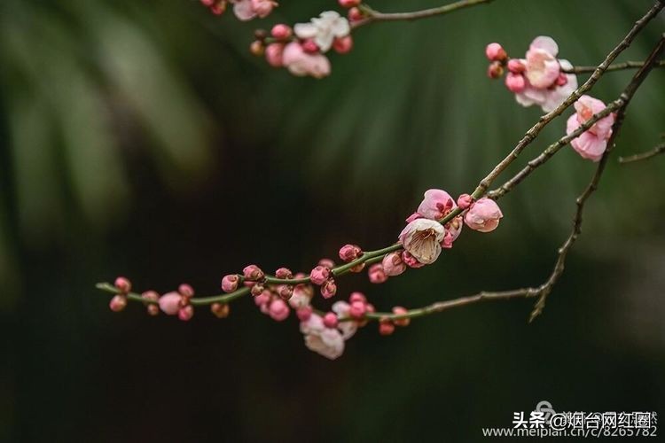 南京梅花山梅花开了吗,来南京梅花山赏梅花