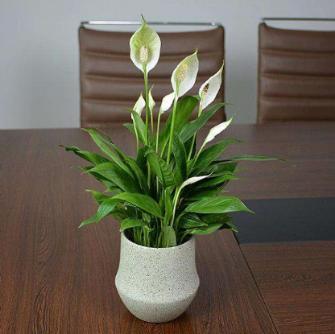 甲醛克星植物排行榜最新,甲醛最怕三个克星植物