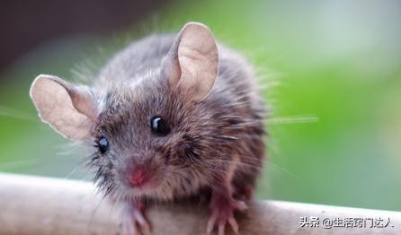 家里有老鼠用什么方法把老鼠逮住,城市家里有老鼠怎么能彻底消灭