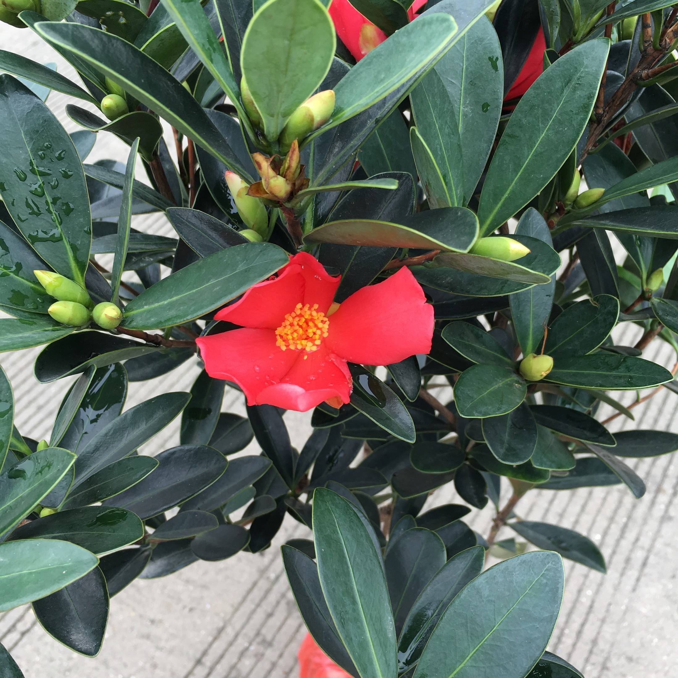 马蹄莲、茶花秋海棠、非洲紫罗兰、红星凤梨的养护方法