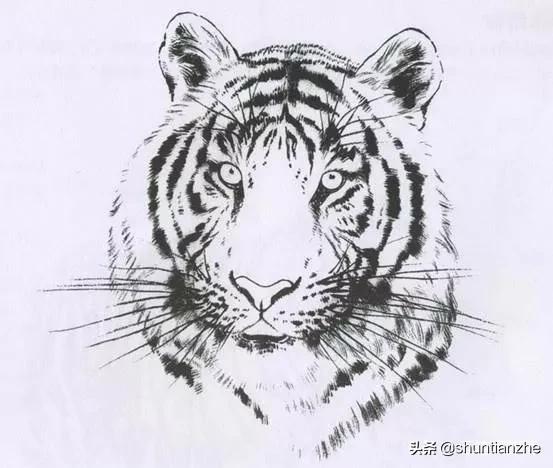 工笔老虎技法教学视频,工笔老虎胸毛的撕毛法