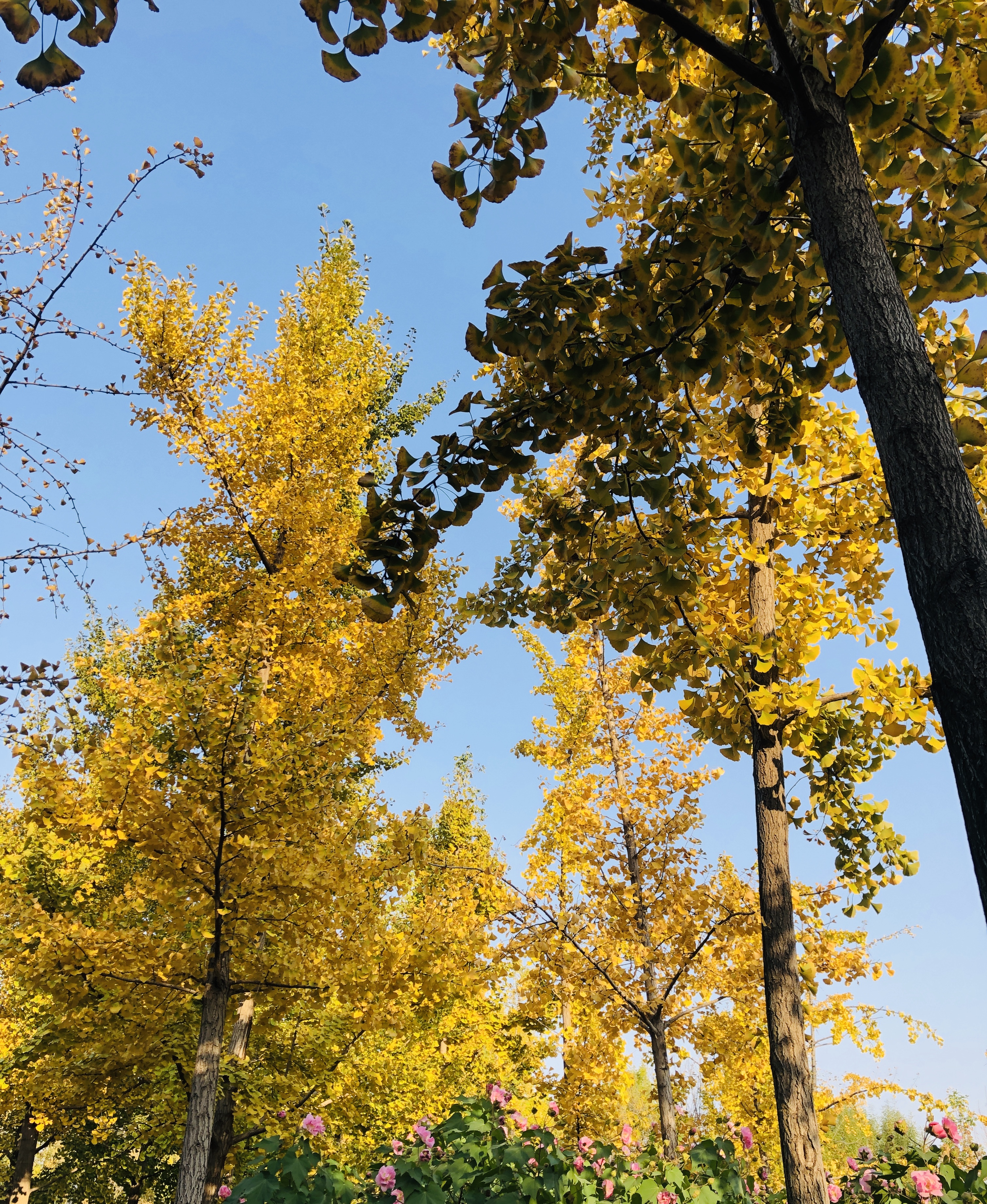 济南森林公园夏荷之美,雨后的济南森林公园美景让人陶醉