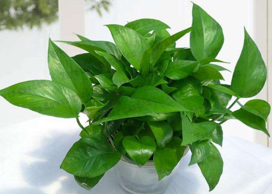 绿萝的正确浇水方法和注意事项,绿萝怎么养才能更旺盛要浇水吗