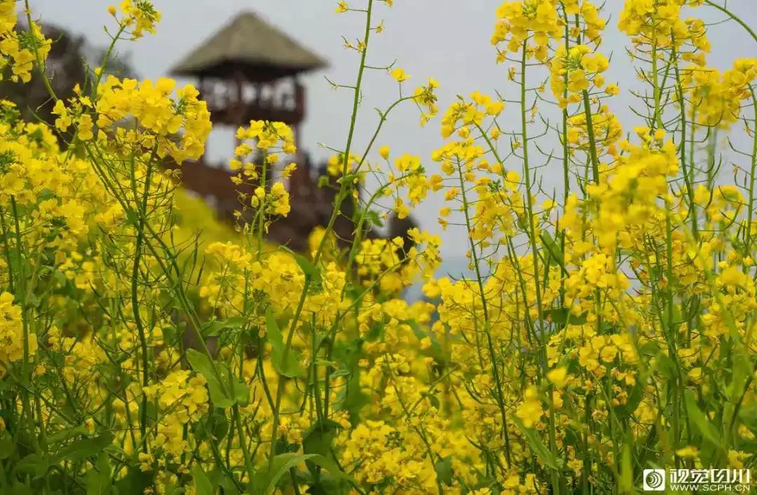 冰雪与花海齐飞！二月的四川美翻了......