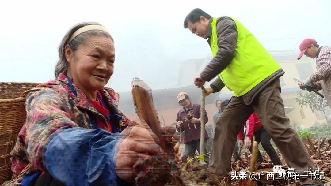 旱藕是啥“藕”?这里的人靠种它脱了贫