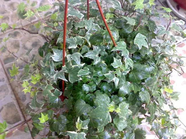 园林设计植物一览表图,神贴十大经典