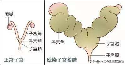 辟谣!棉签可以让母猫停止发情?铲屎的,我建议你住手