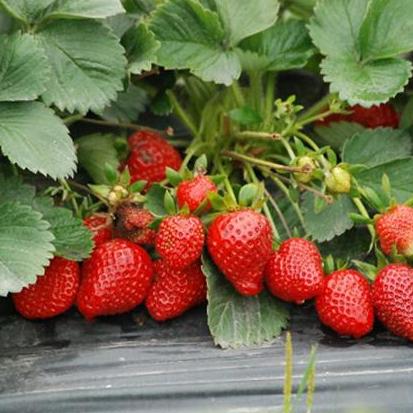 大棚草莓种植方法全过程视频露天,露天种草莓什么品种最合适