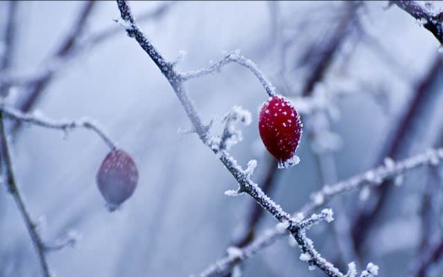 霜降诗词配图,霜降节气诗句及图片
