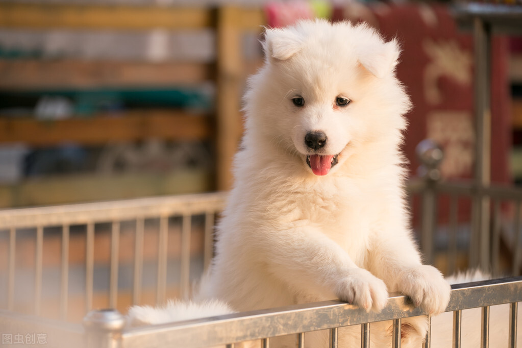 萨摩耶有癣怎么检查,萨摩耶长癣什么样