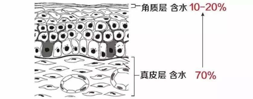 水膜保湿护理,水膜护肤正确方法
