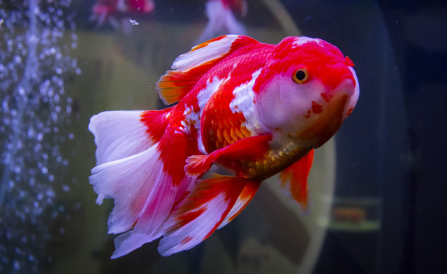 小金鱼肚皮朝上失漂了怎么办,金鱼开始肚皮朝上了怎么抢救