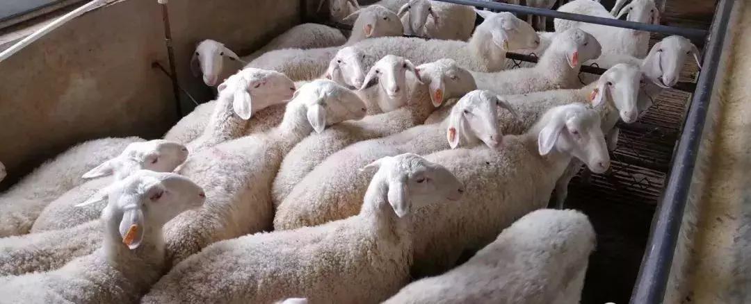 羊打青霉素过敏怎么办,羊打疫苗过敏不用药能自行恢复吗