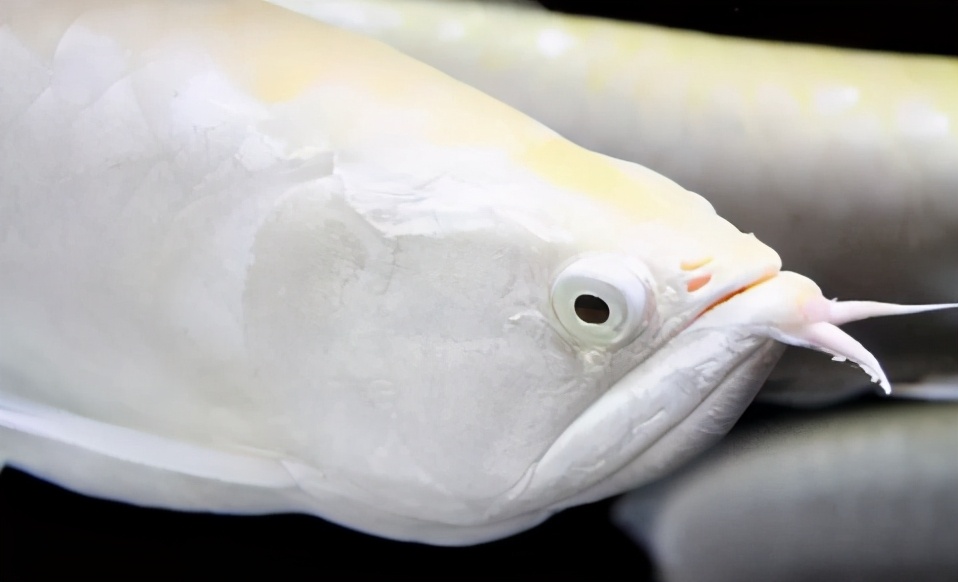 龙鱼常见疾病及治疗方法,龙鱼疾病找哪里救治