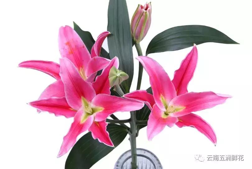 开花店前期花材怎么选购,开花店需要购买什么花材