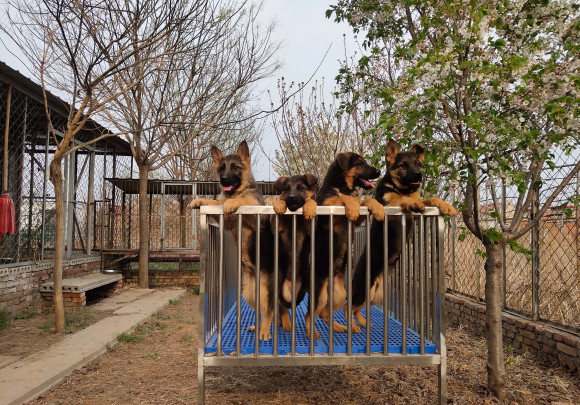 德牧来人不叫不看家,德牧不会看门