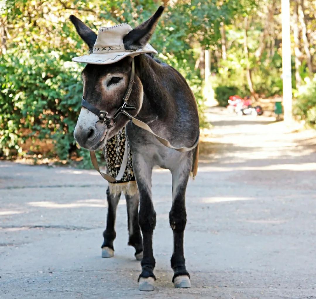 驴和骡子有生殖隔离吗,马和驴有生殖隔离吗