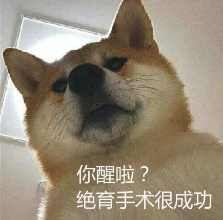 狗子绝育后的绝望,狗子绝育是不是就安稳了