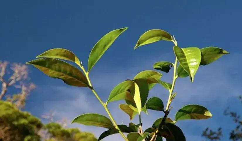 鍏ぇ鑼跺北绉戞櫘,浜戝崡鍏ぇ鑼跺北浠嬬粛