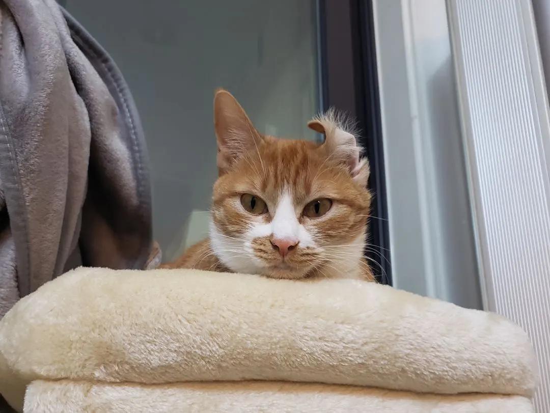 跟着我们猫狗大联盟，你会有喵的！黄阿姨猫咪领养专场