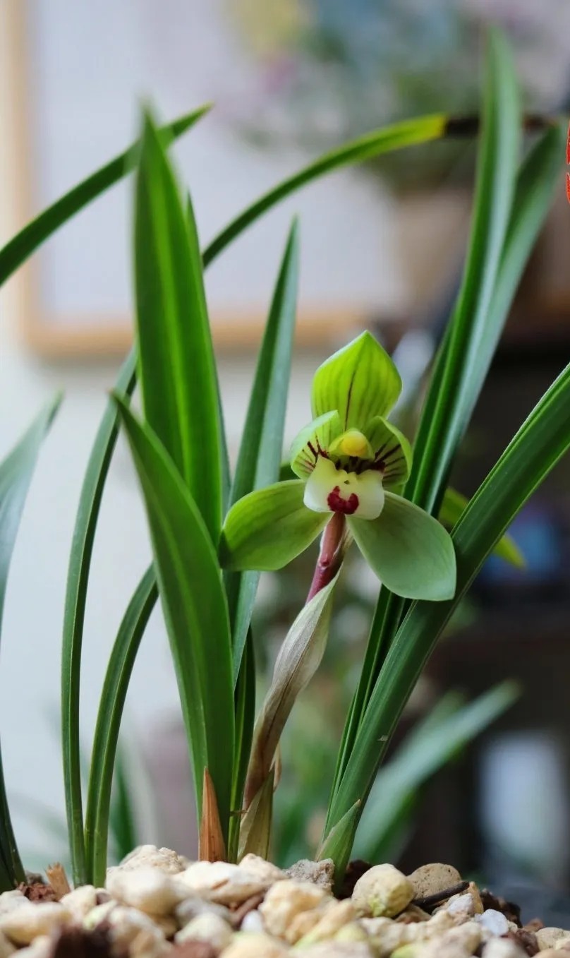 每日一品栏目,每日一品七律