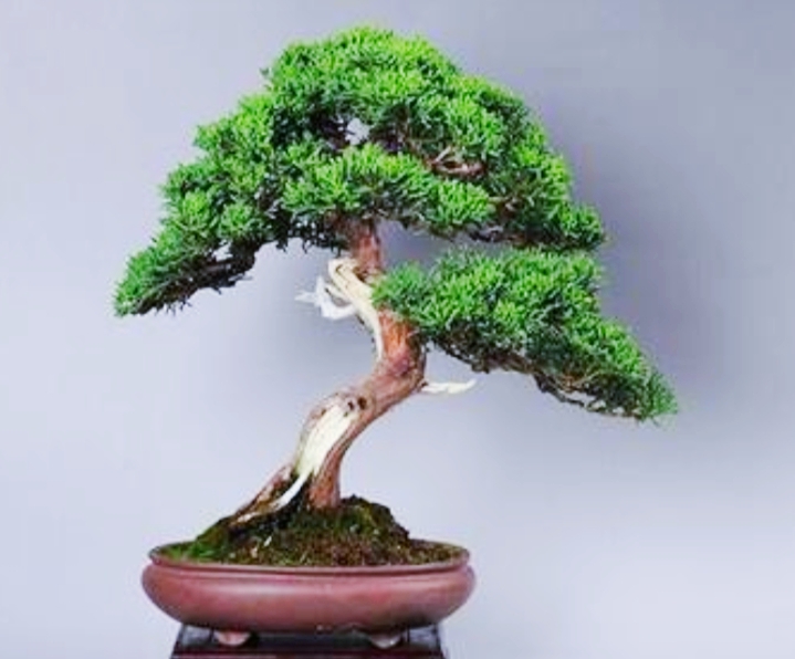 柏树舍利干涂石硫合剂多久涂一次,柏树盆景剥舍利干方法