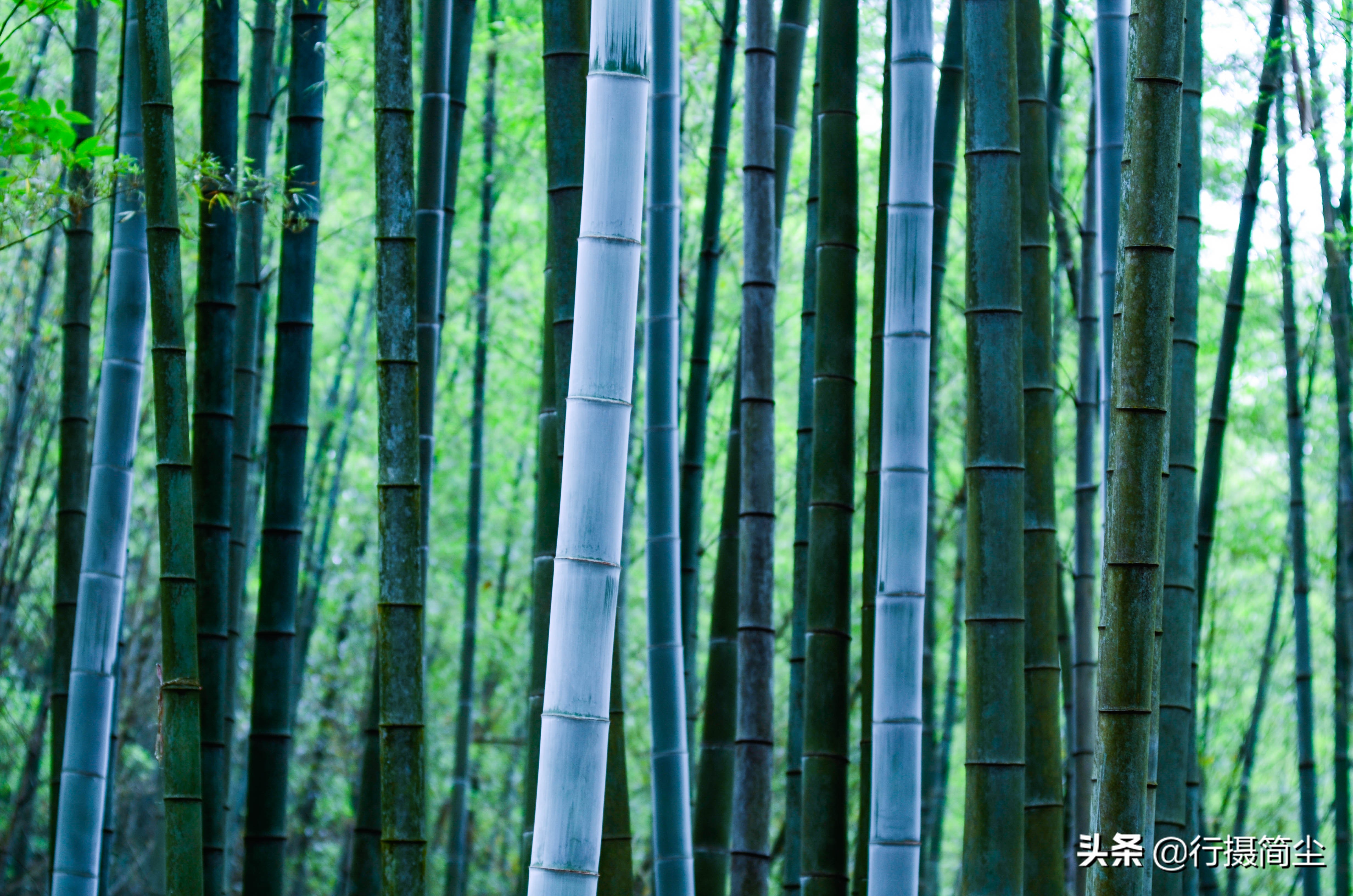 永川茶山竹海，茶山含情，竹海溢笑