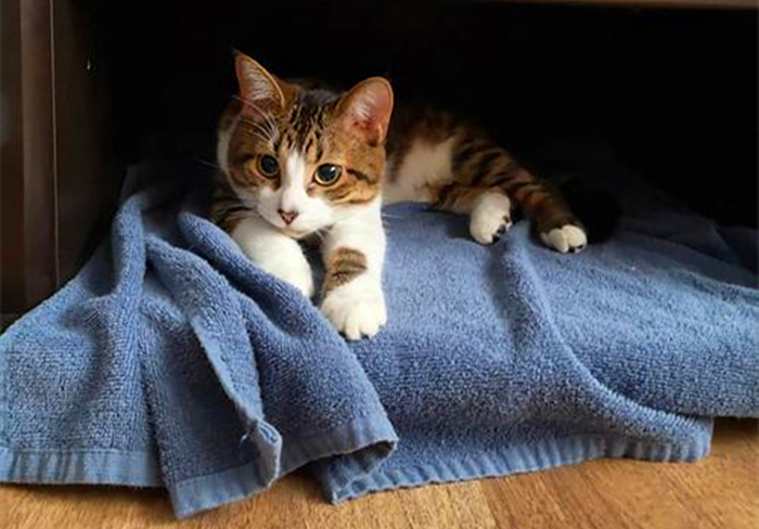 猫咪外出需要准备什么,春节留守猫咪的喂养攻略