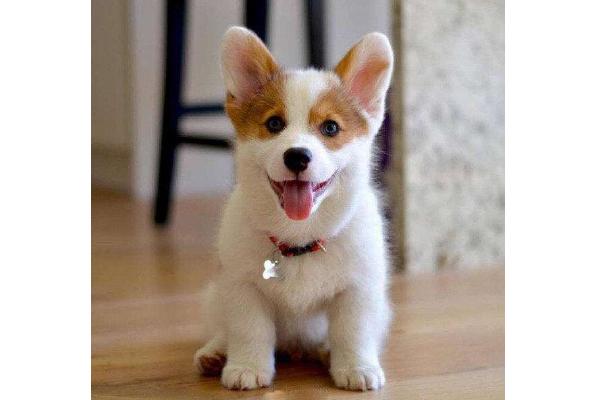 微笑天使萨摩耶的主人,微笑天使萨摩耶好养吗