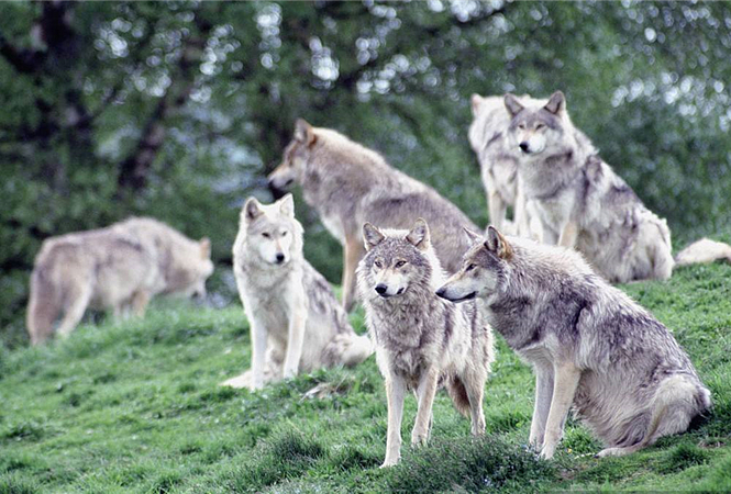 宠物狗为什么学狼叫呢,狗狗经常学狼叫是什么原因