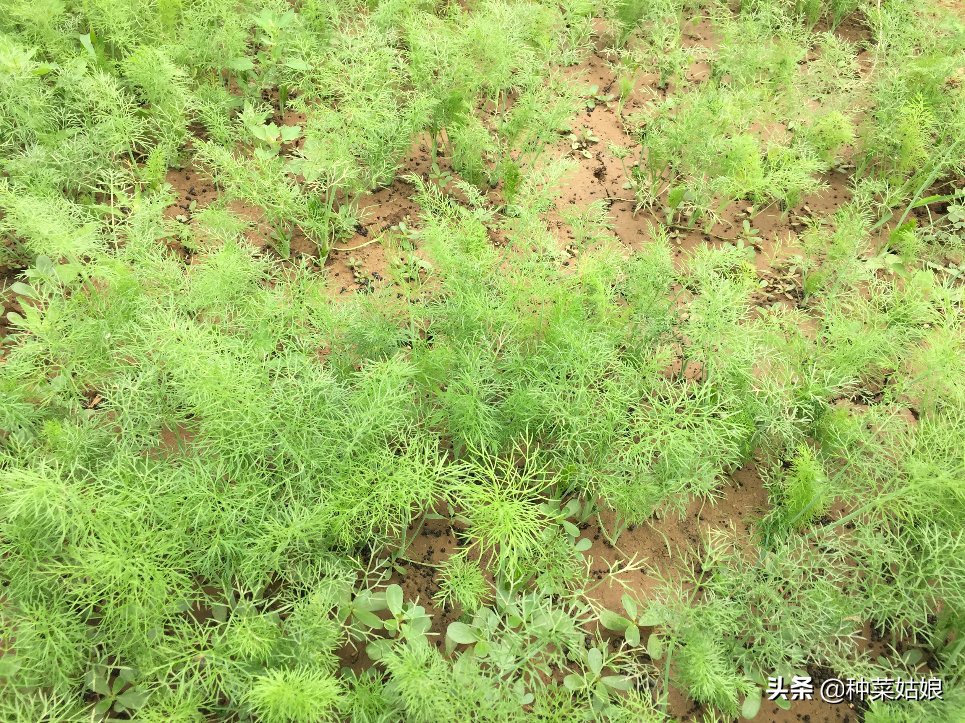清明前后种什么瓜种什么豆,清明前后种什么瓜种豆好