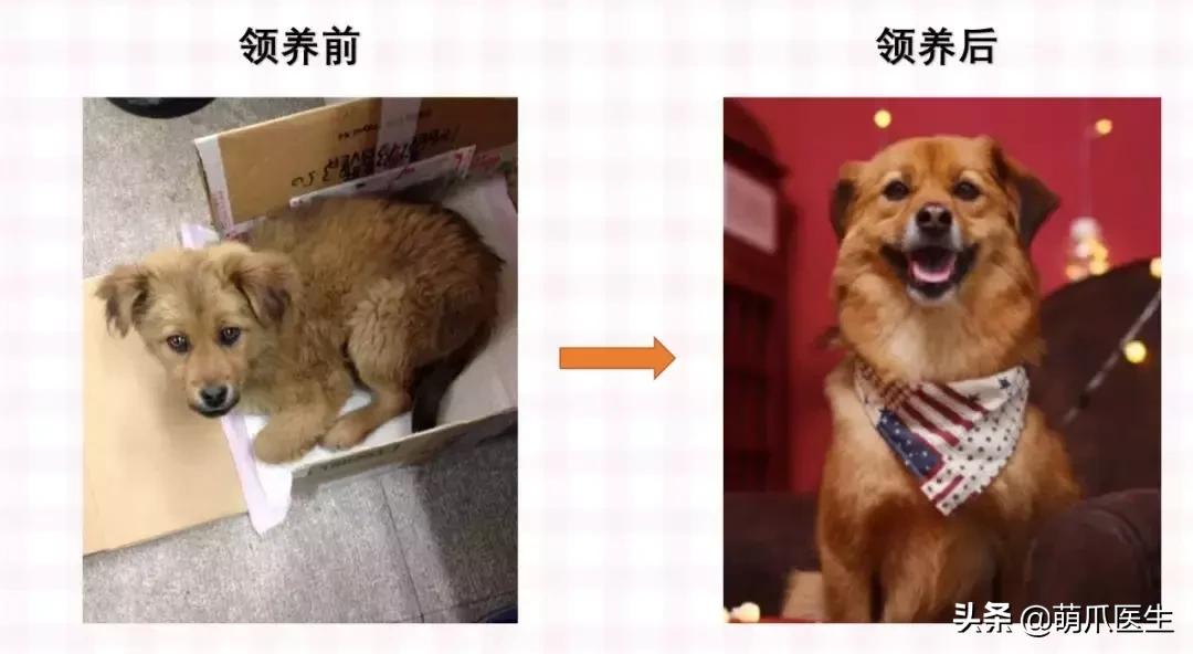 领养一只猫真的很难吗,领养很难