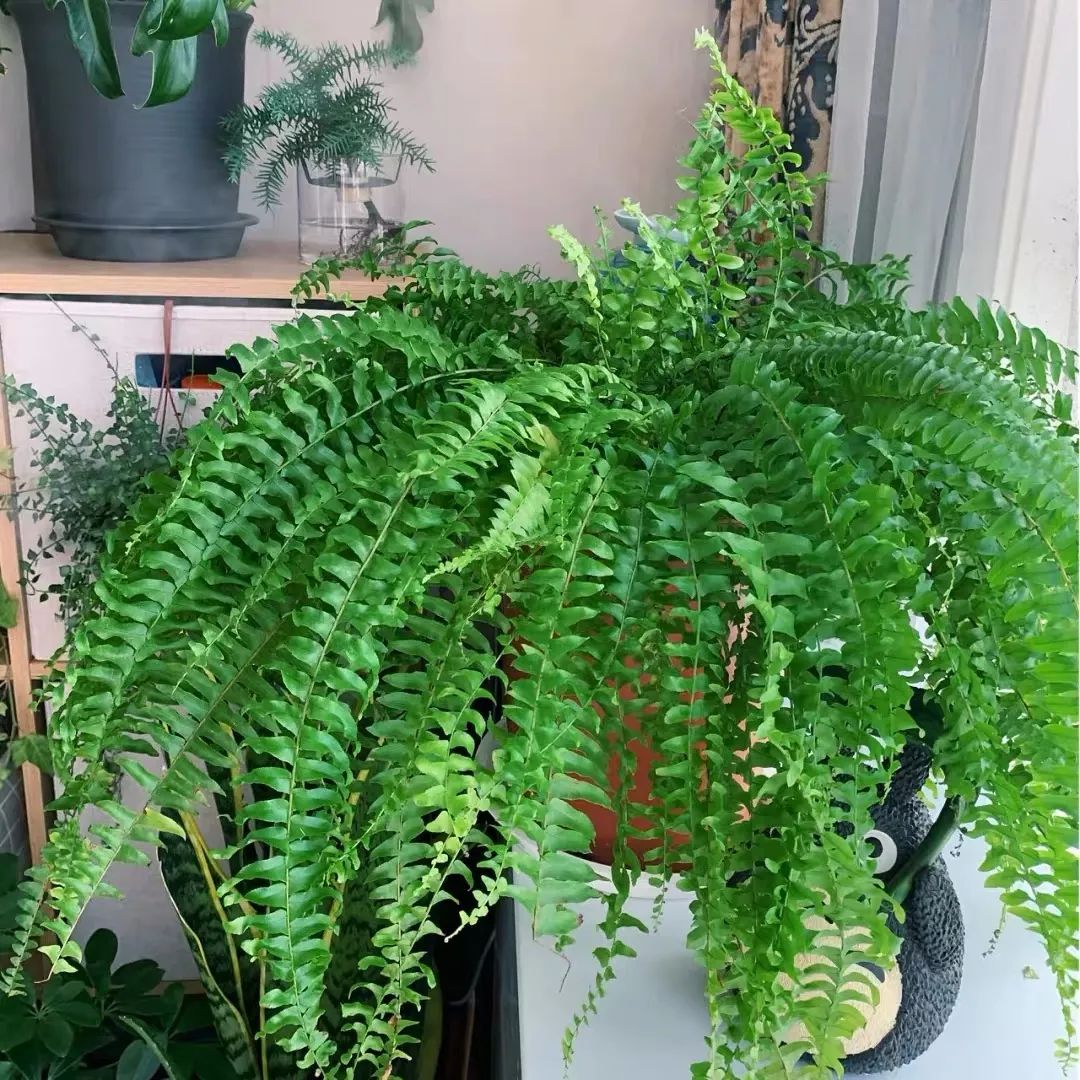 波士顿蕨室内怎么养,波斯顿蕨适合放室内什么位置