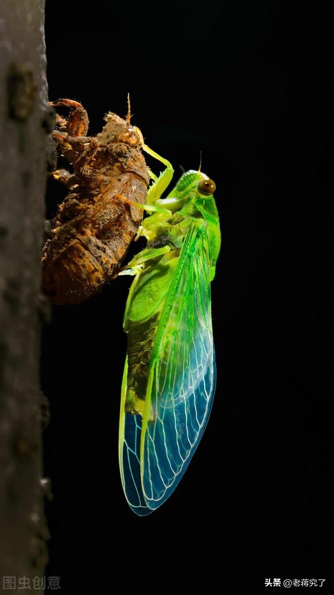 盘点常见鸣虫叫声,鸣虫什么时候鸣叫
