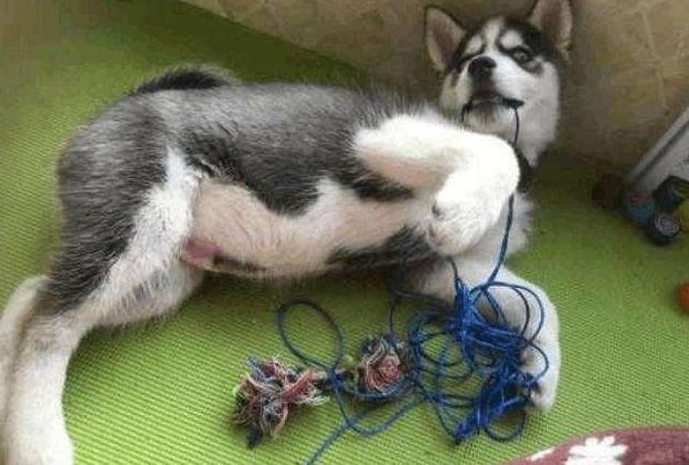 狗狗拆家屡教不改反而更过分,狗狗拆家最简单方法