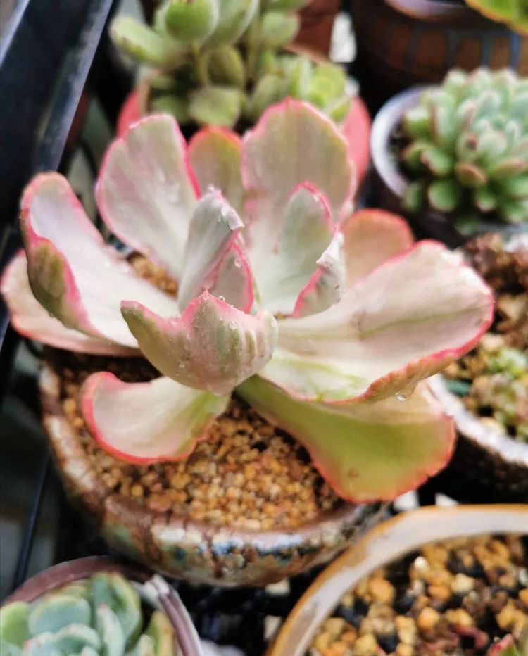 养多肉的人生感悟,人生如同养花